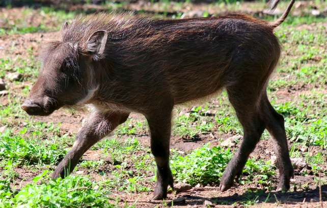 Detroit Zoo Names Warthog Piglets After 'Game of Thrones' Characters